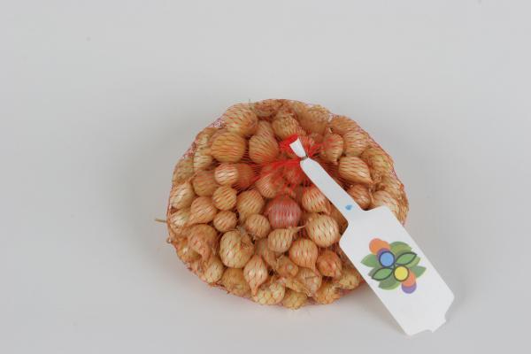 Bulbes potagers - Oignon Stuttgarter - 1 kg  - face recto